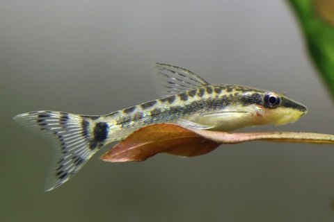 Learn how to breed otocinclus catfish.