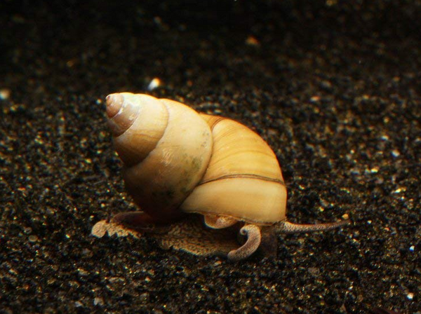 Japanese trapdoor snail reproduction guide.