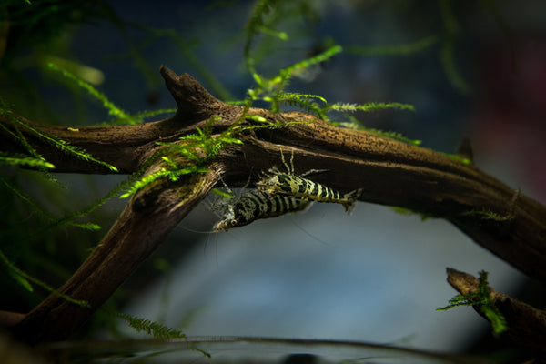 Zebra Babaulti shrimp care guide.