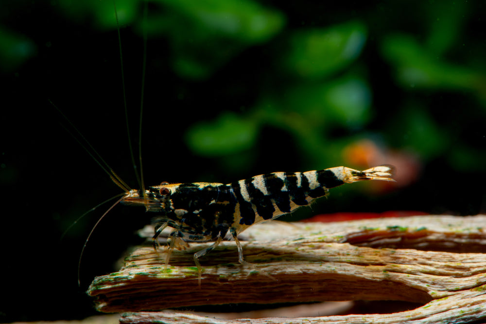 Learn about Black Galaxy Pinto Shrimp.