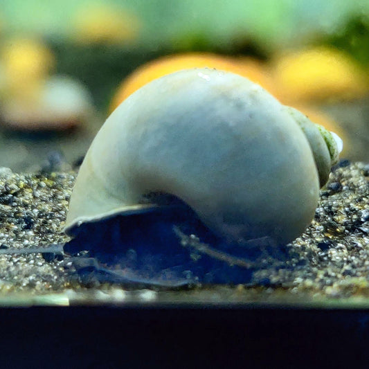 Red Racer Nerite Snails  Race to a More Vibrant Aquarium