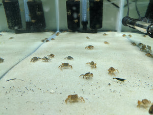 Pom Pom Crab For Sale Pom Pom Crab Shrimpy Business