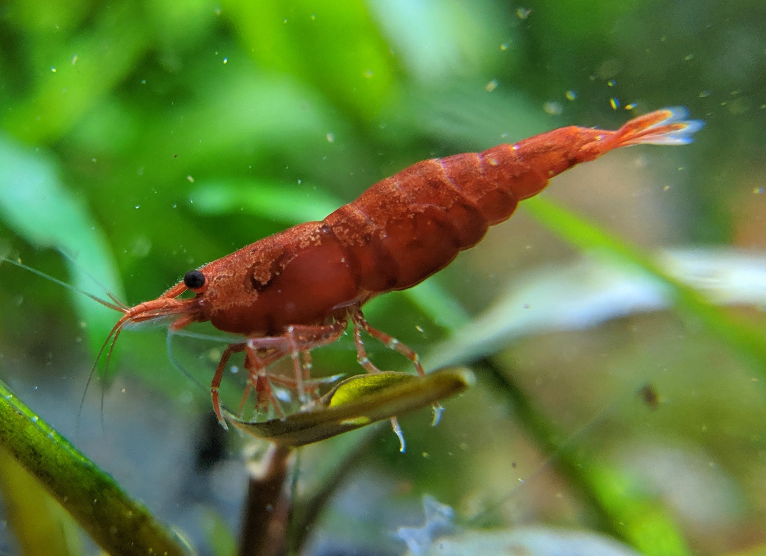 Hylde Eller enten aktivt High Grade Cherry Shrimp | Fire Red Shrimp | Shrimpy Business