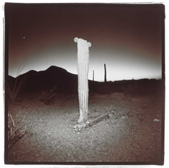 Saguaro