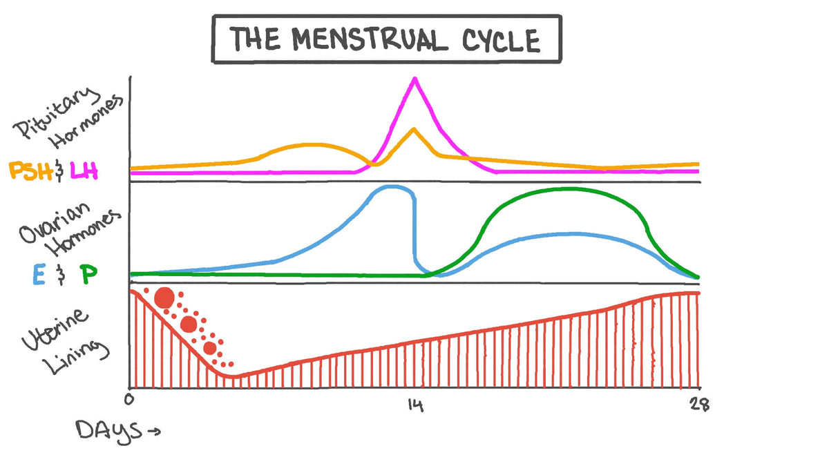 Comprendre son cycle menstruel - Bio Mondays