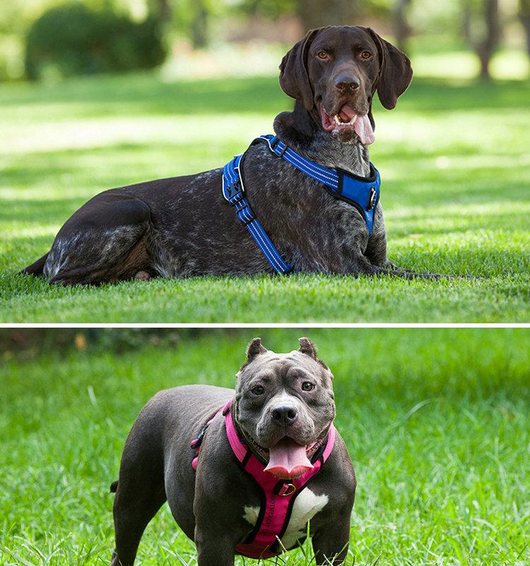 strong dog harness