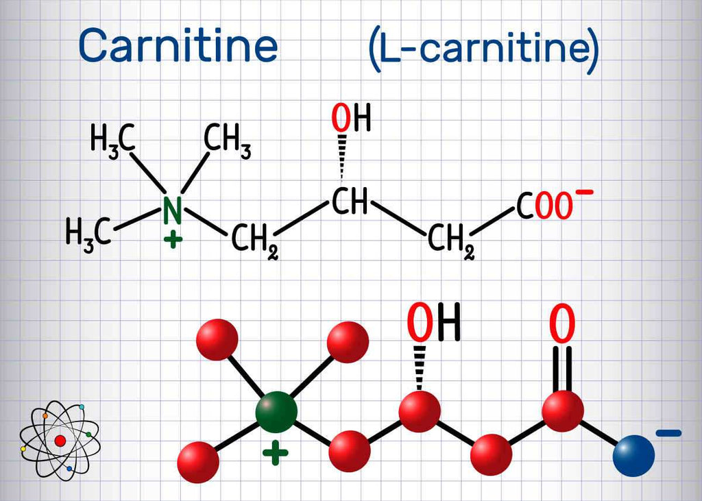 Carnitine (L-carnitine) molecule | Acetyl-L-Carnitine: The Lesser Known Cousin | difference between l-carnitine and acetyl l-carnitine