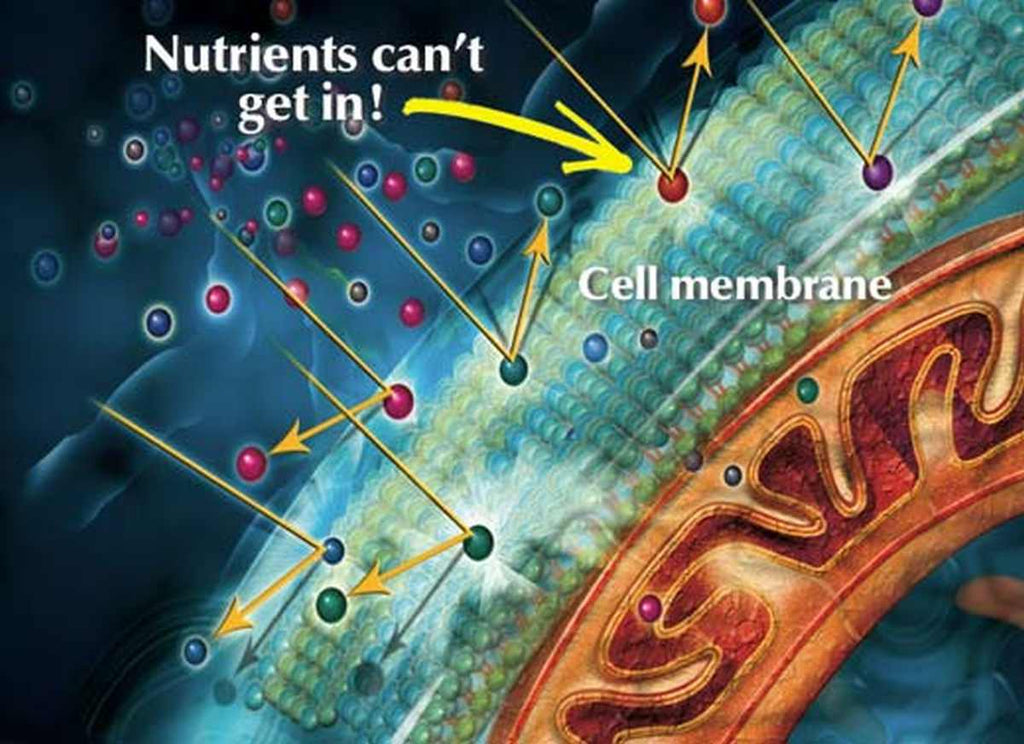 Image of cell membrane where nutrients can't get in | What Is A Coenzyme Q10? Is It Good Or Bad? | what is coenzyme q10