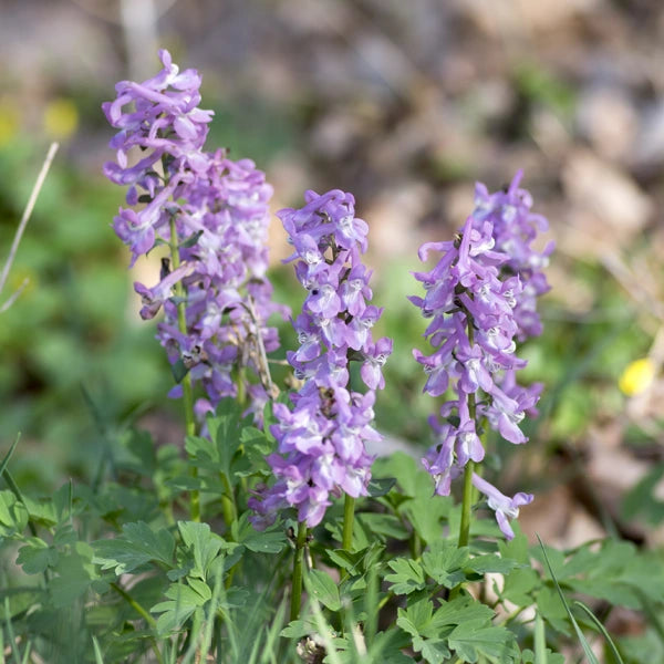 Juvenon Reprieve active ingredient corydalis for joints