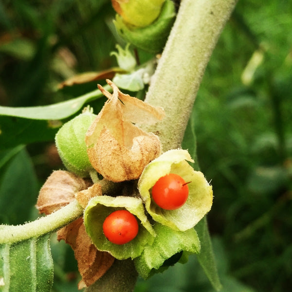 Sensoril plant for hormonal balance 