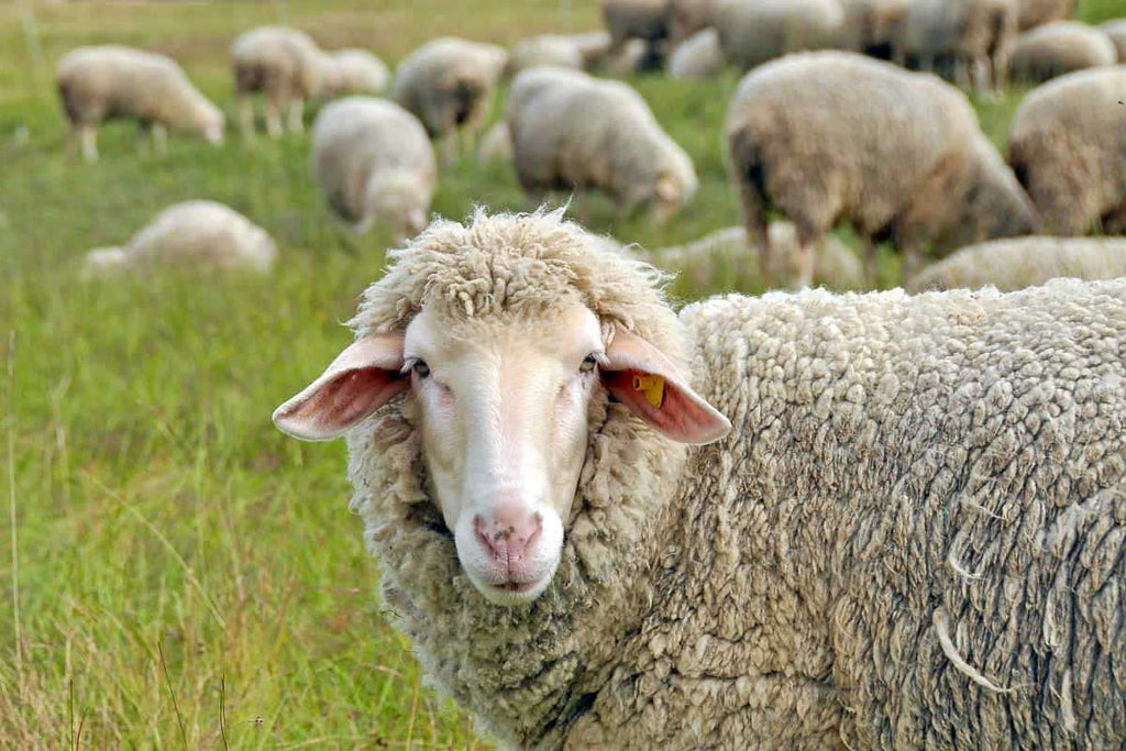 Sheep in nature on meadow | Acetyl-L-Carnitine: The Lesser Known Cousin | acetyl l carnitine vs l carnitine