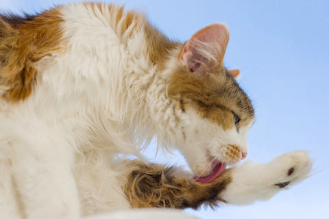Tan and white fluffy cat licking paw