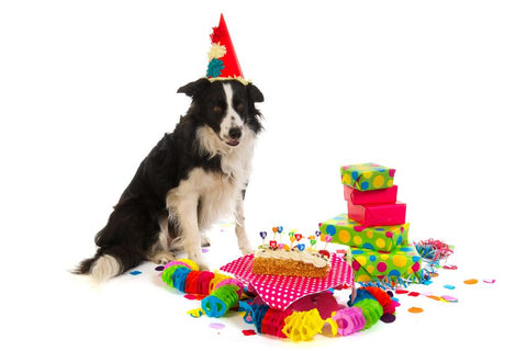 Dog with Birthday Presents and Cake
