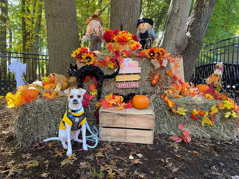 PUMPKIN PICKING 2022