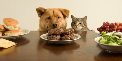 Dog & Cat in front of plate of burgers