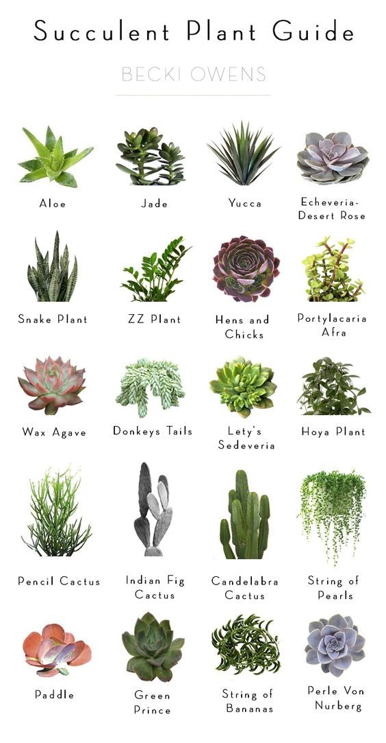 succulent plant guide for sustainable home decor