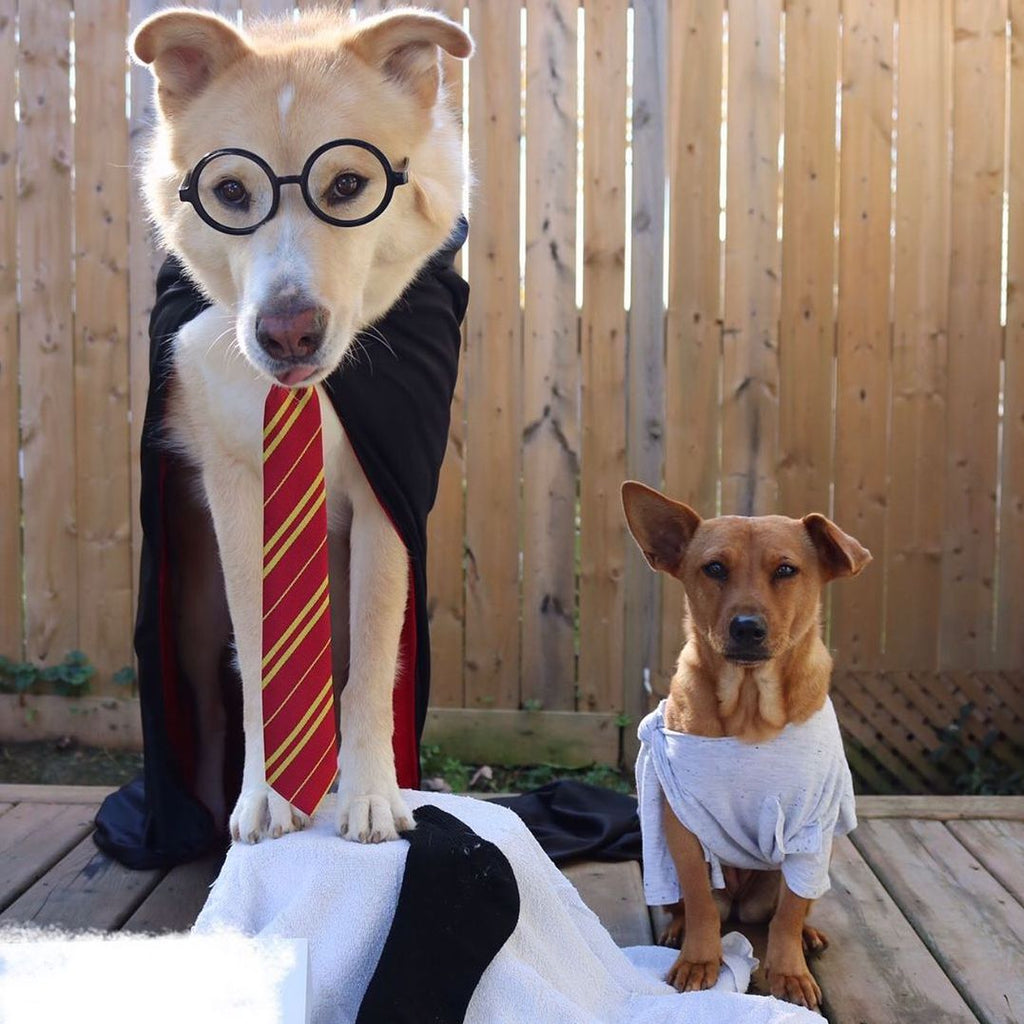 Top 10 Dog  Halloween  Costumes  Alpha Paw LLC