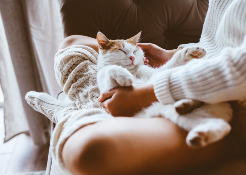 Little kitten sleeping on persons lap. Cat sleeping on person. Cat sleeping on girl. Cat sleeping on owner. Little kitten sleeping. Kitten sleeping. Cute cat sleeping. 