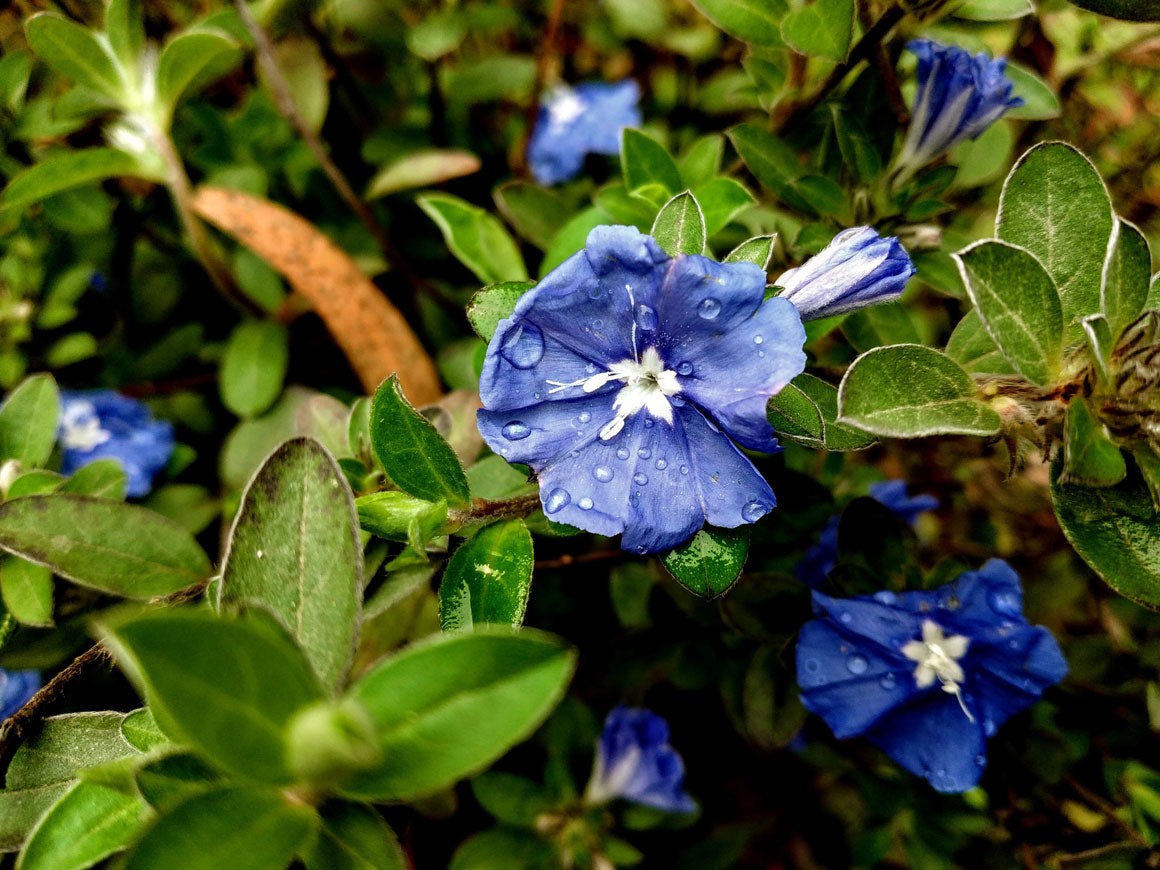 morning-glory-flower