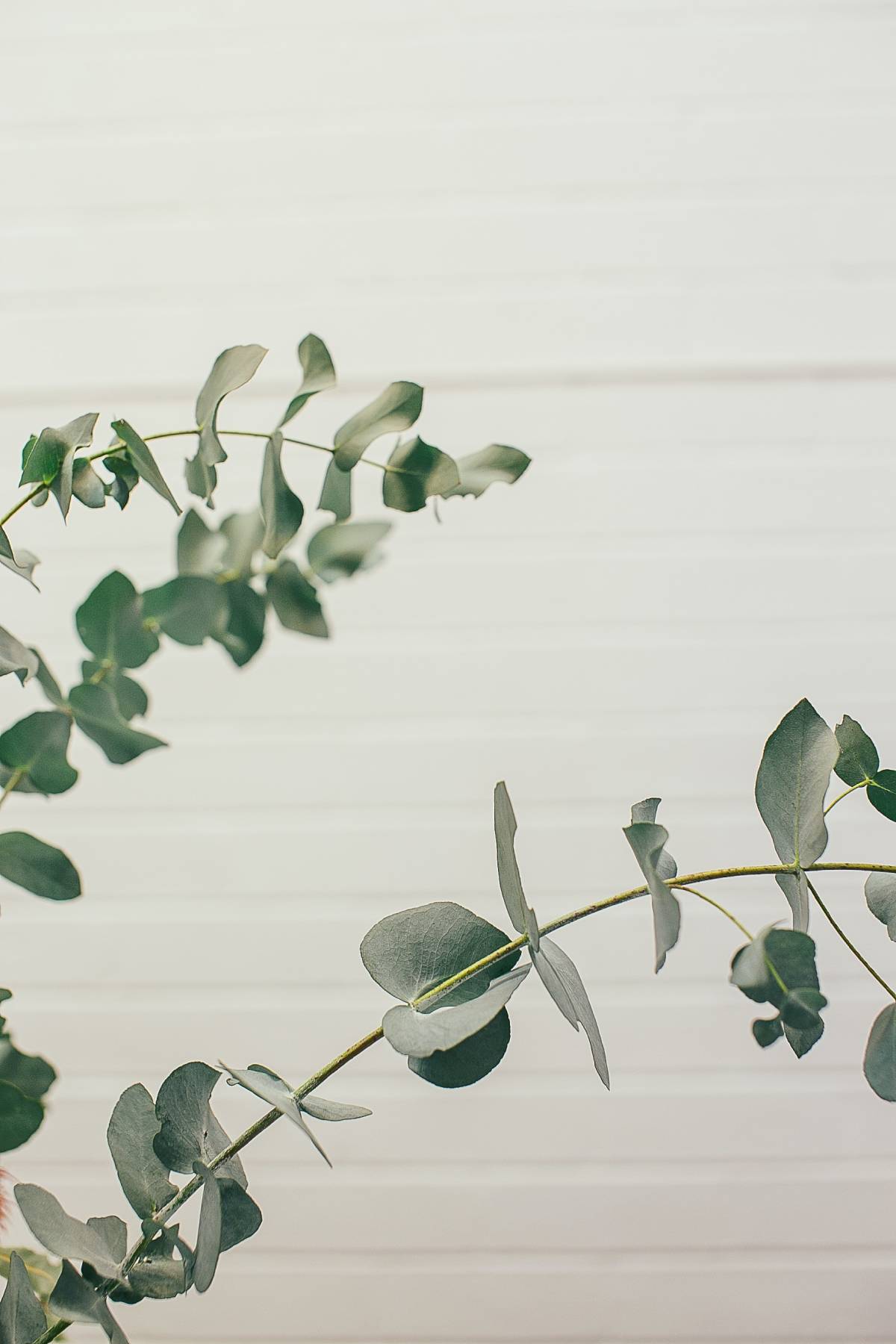 Eucalyptus fabric is made from Eucalyptus plant. Eucalyptus plant in front of white brick wall.