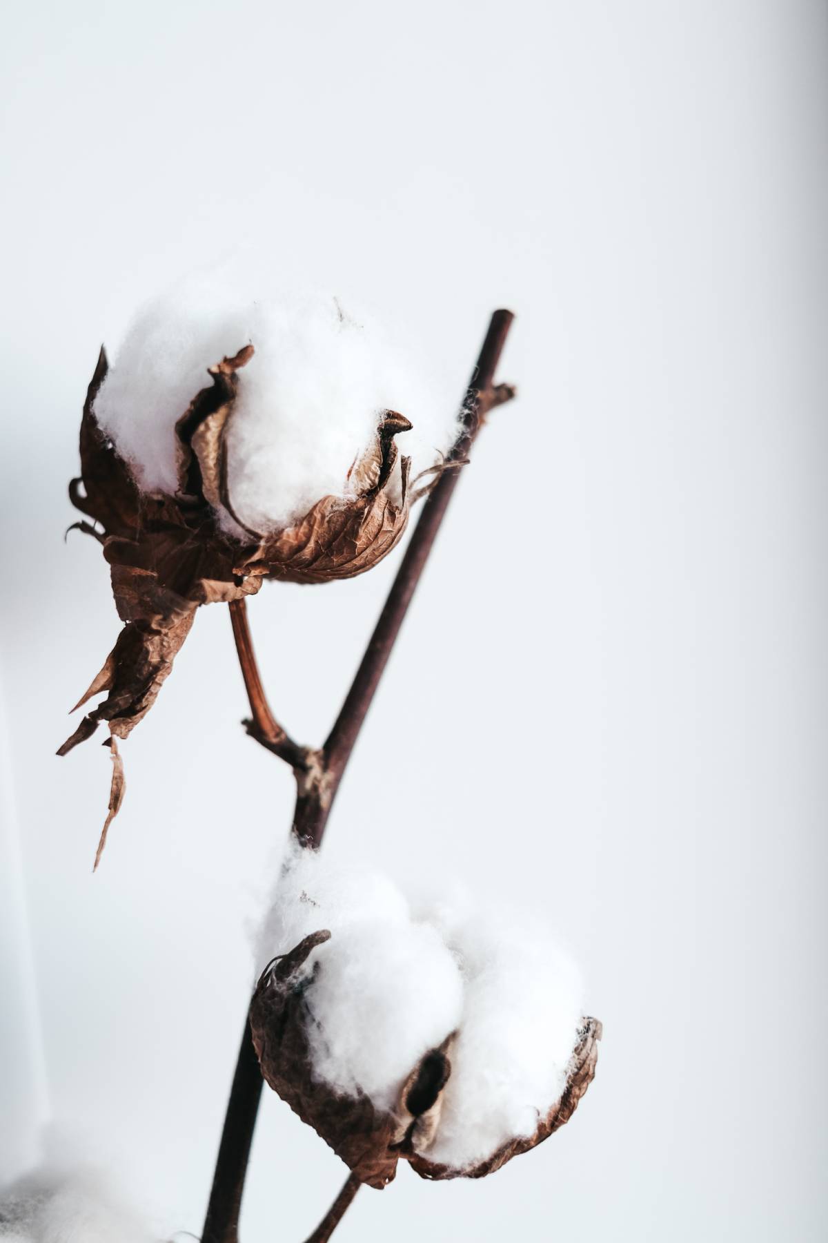 Cotton Fabrics is made from Natural cotton plant. Up-close photo of cotton plant.