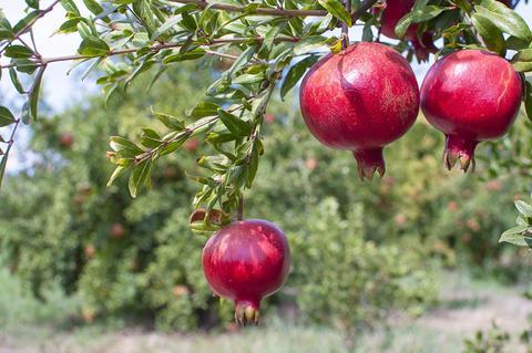 Woher weißt du, wann ein Granatapfel reif ist?