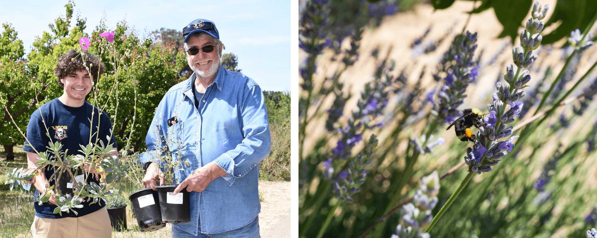 Gordon holding purple flowering plants