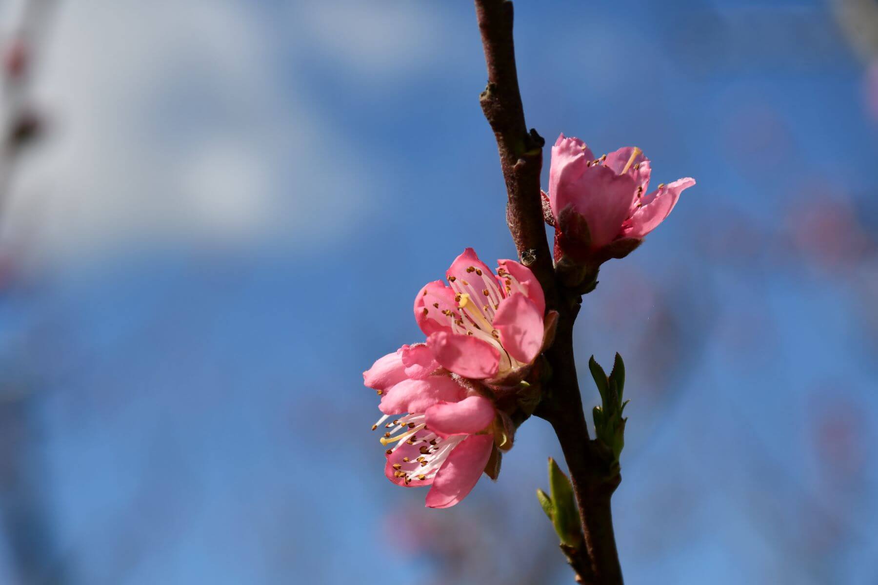 August Red Nectarine 