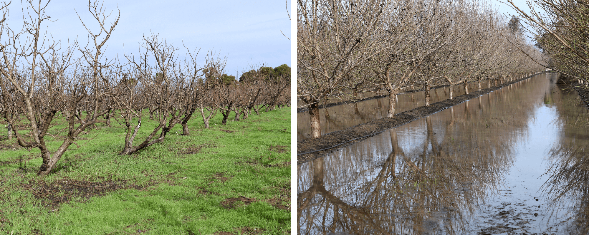 Frog Hollow Orchard & Neighboring Flooded Orchard