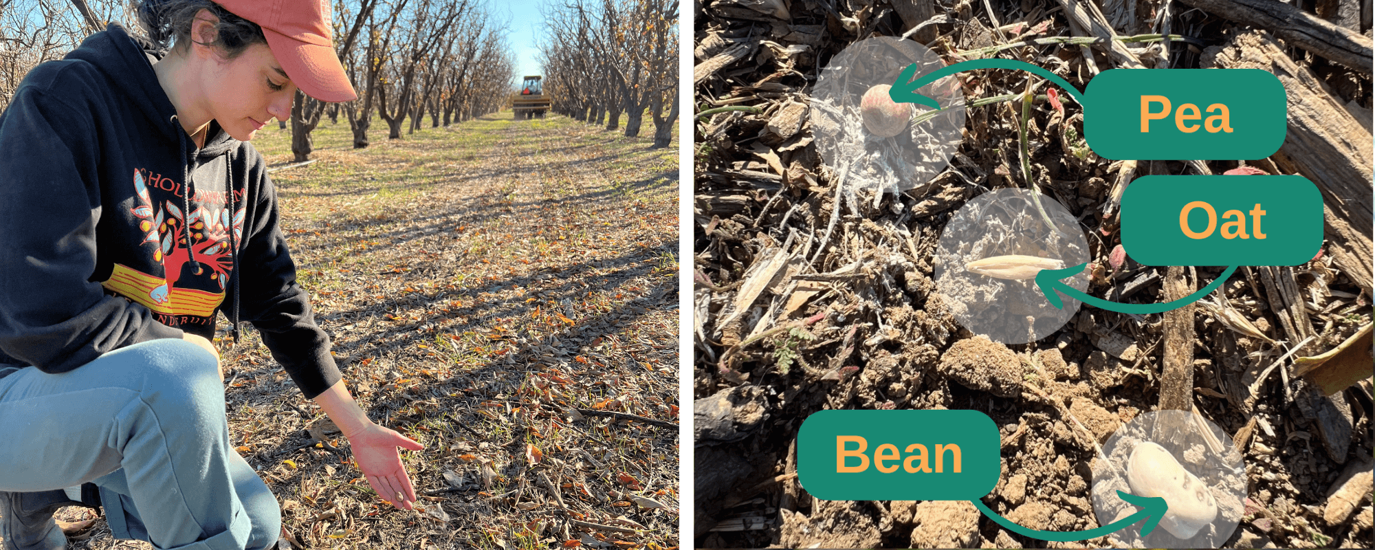 Rachel in Orchard w Cover Crops