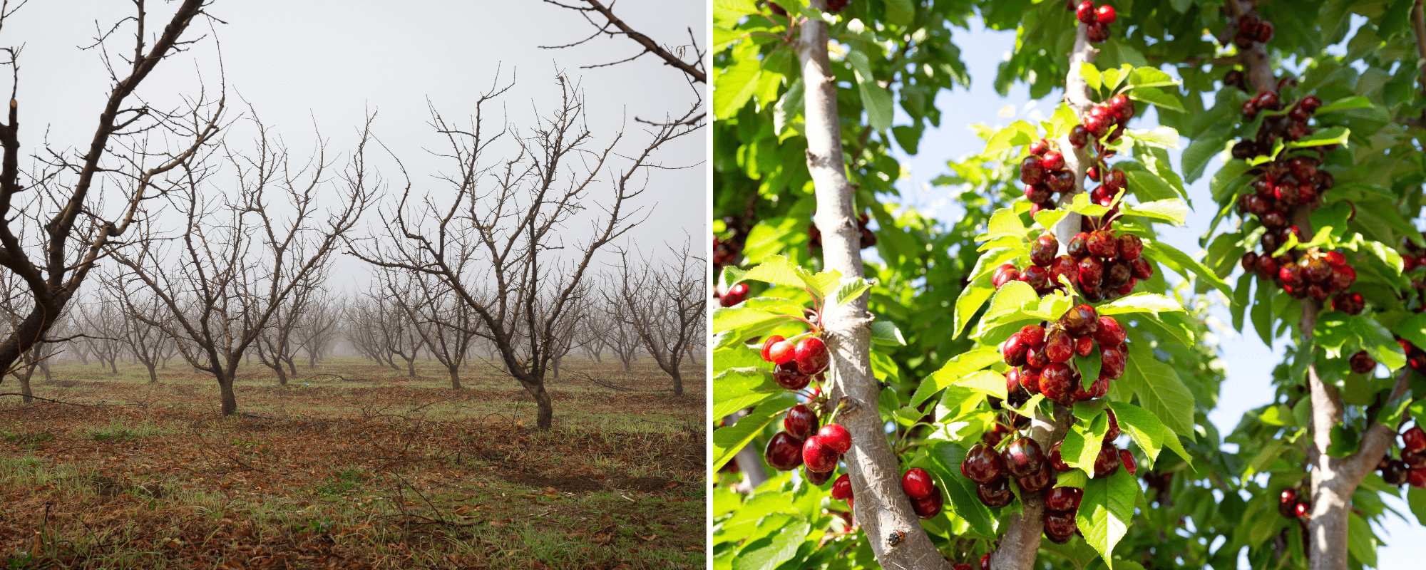 winter orchard & summer cherry trees