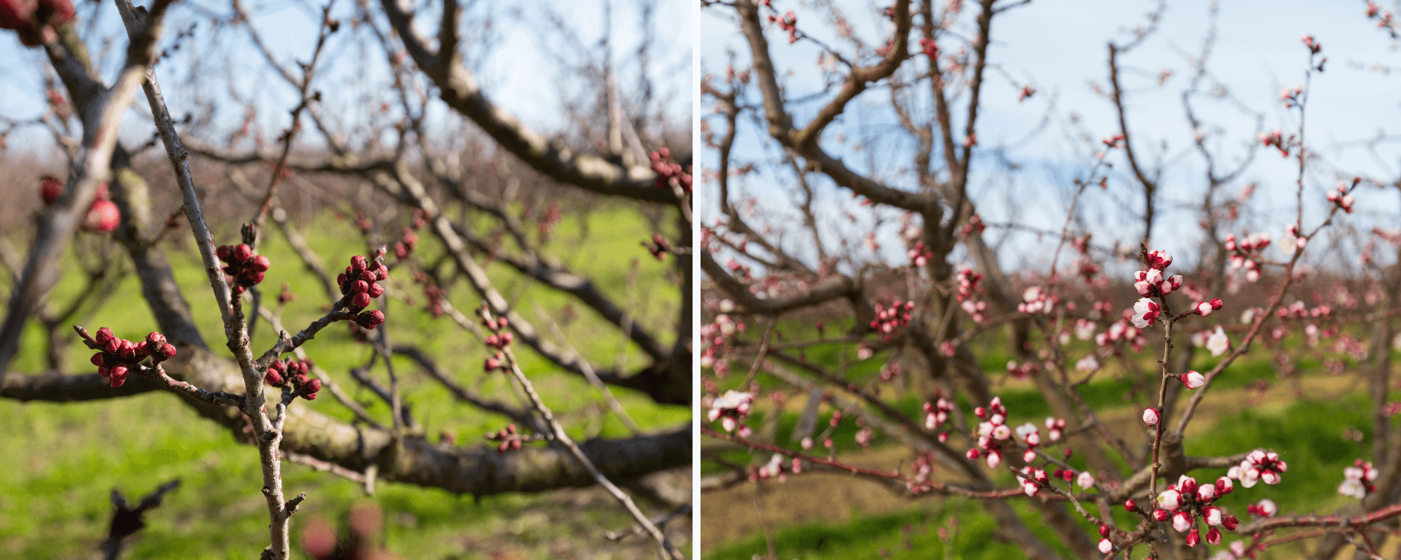 red bud and popcorn stage apricot trees