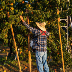 Harvesting peaches by hand