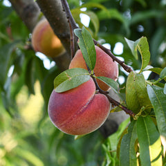 Gold Dust Peach on the tree