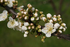 Popcorn and First Blooms on Pluots