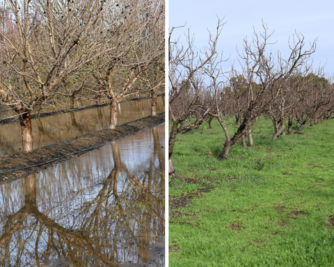 A neighbor's flooded field (left) compared to Frog Hollow's fields in January 2023