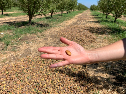 Almond harvest, almond in hand
