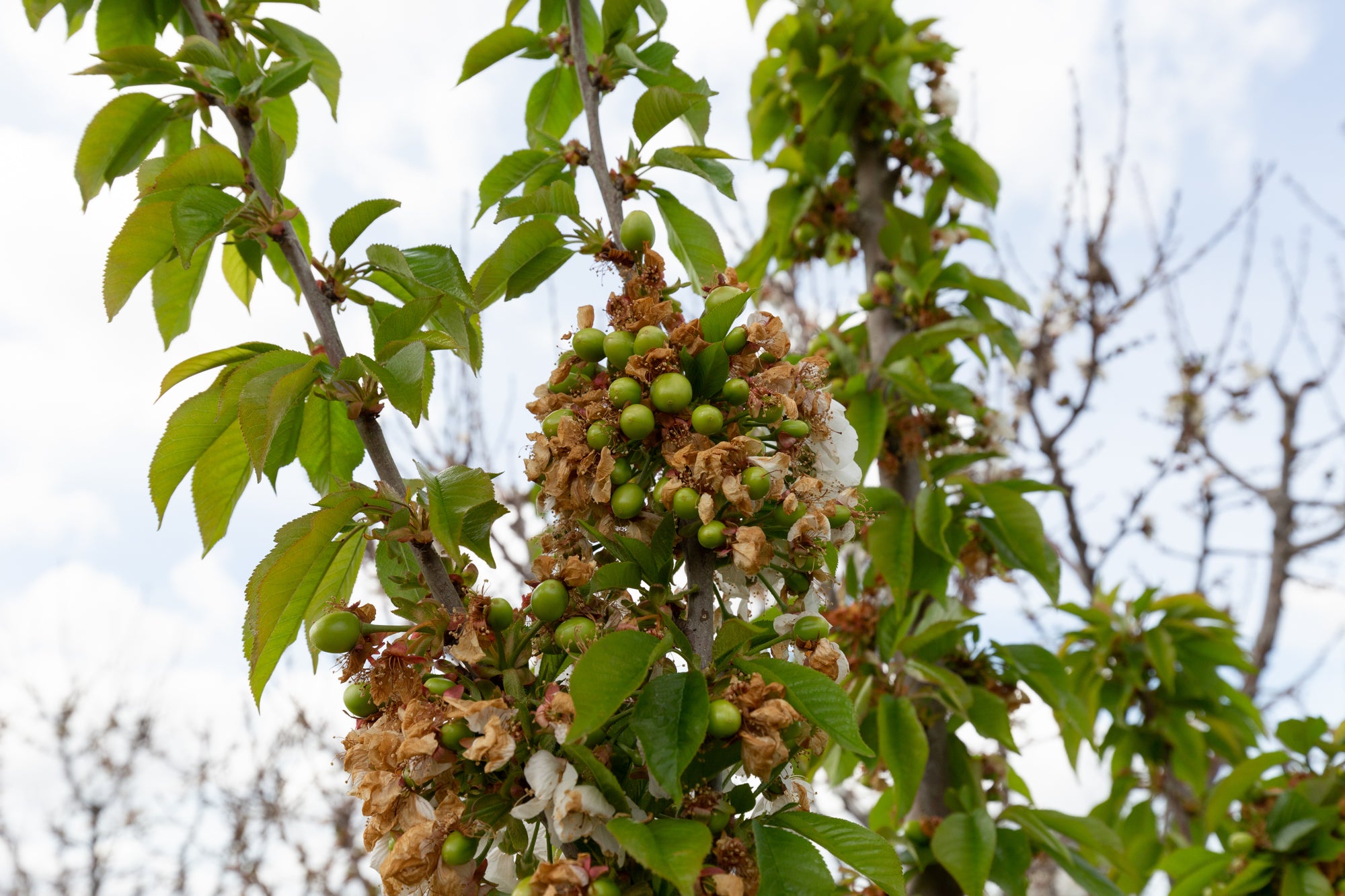 Cherry trees showing fruit set