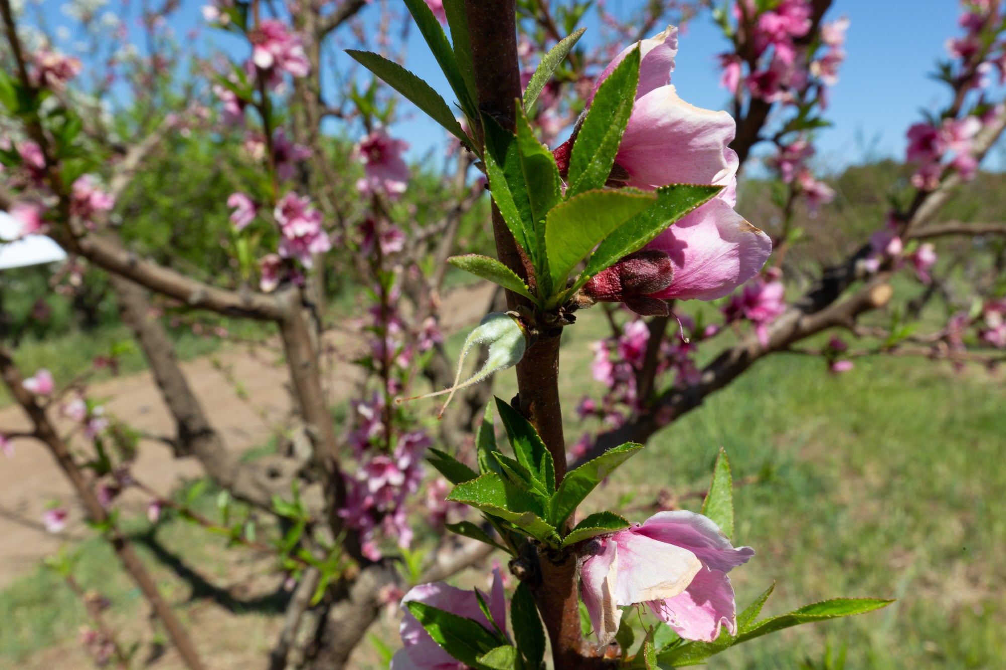 Peach tree fruit set as blossom fall away