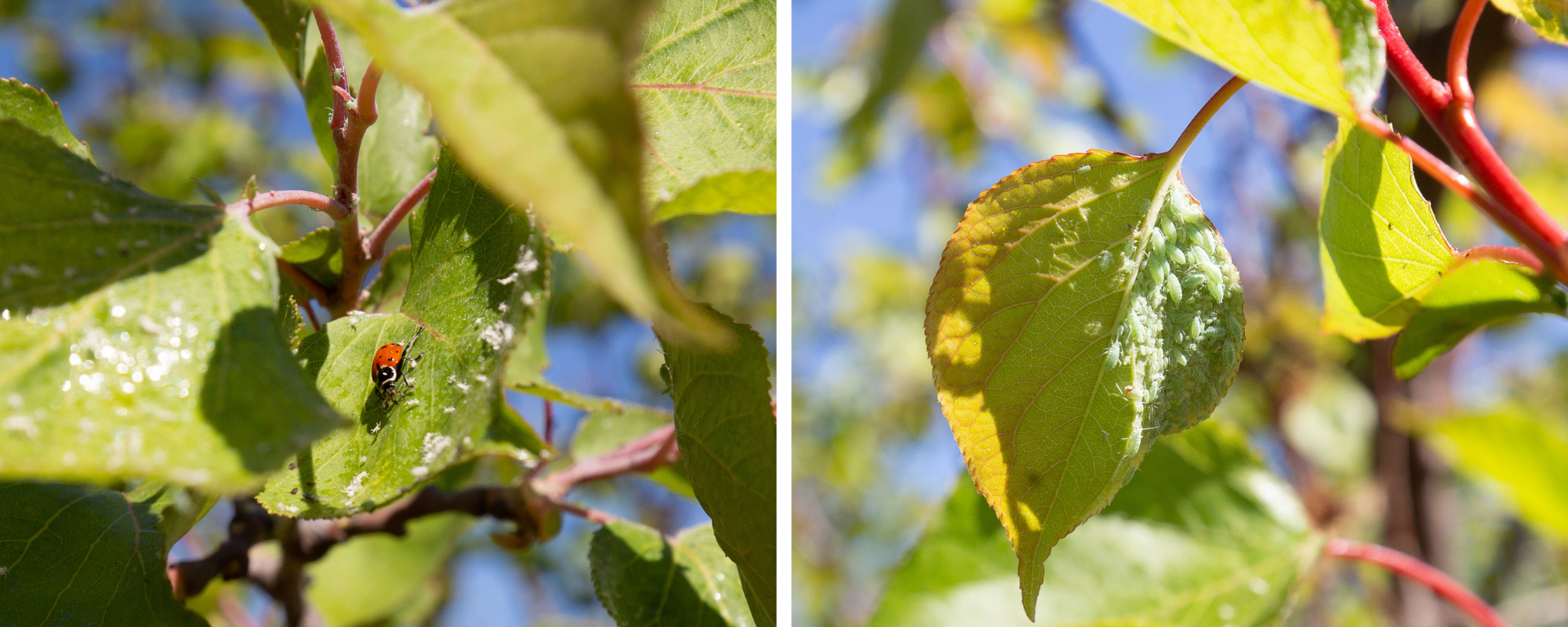 L: ﻿Ladybug and dead aphids on a leaf ; R: live aphids on apricot leaf