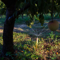 Microsprinkler spraying just around the rootzone of the peach tree