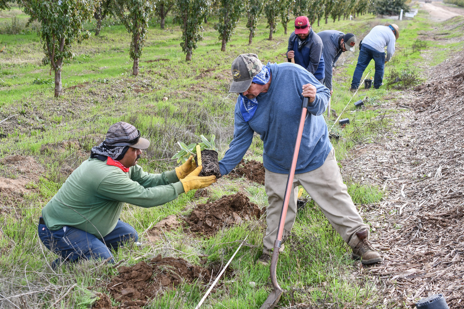 Team plants the monarch habitat