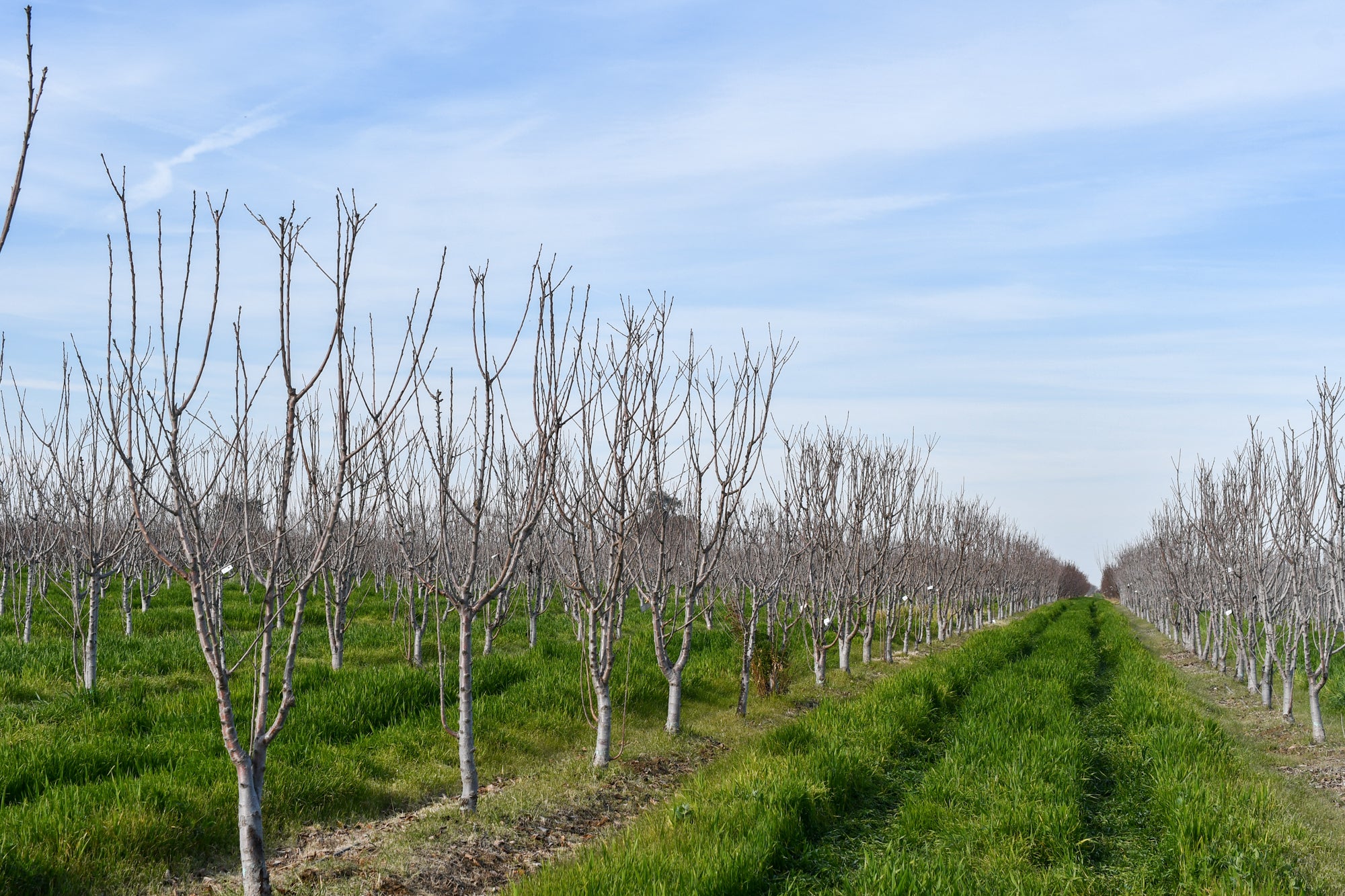 Cherry orchard row after limestone spraying