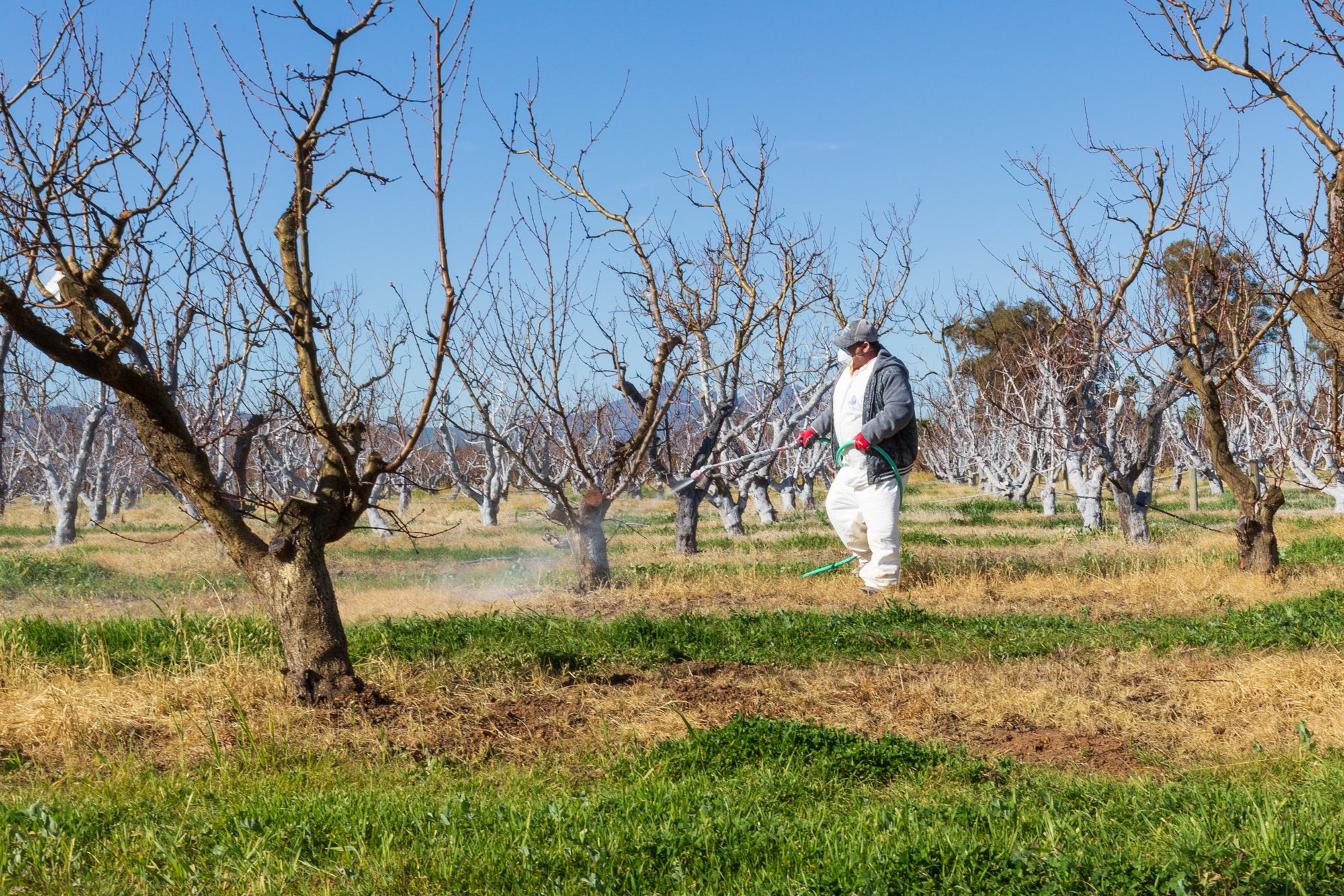 Pablo spraying Kaolin clay