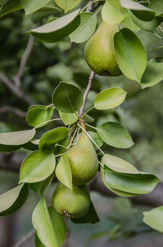 Organic Bosc Pears – Frog Hollow Farm
