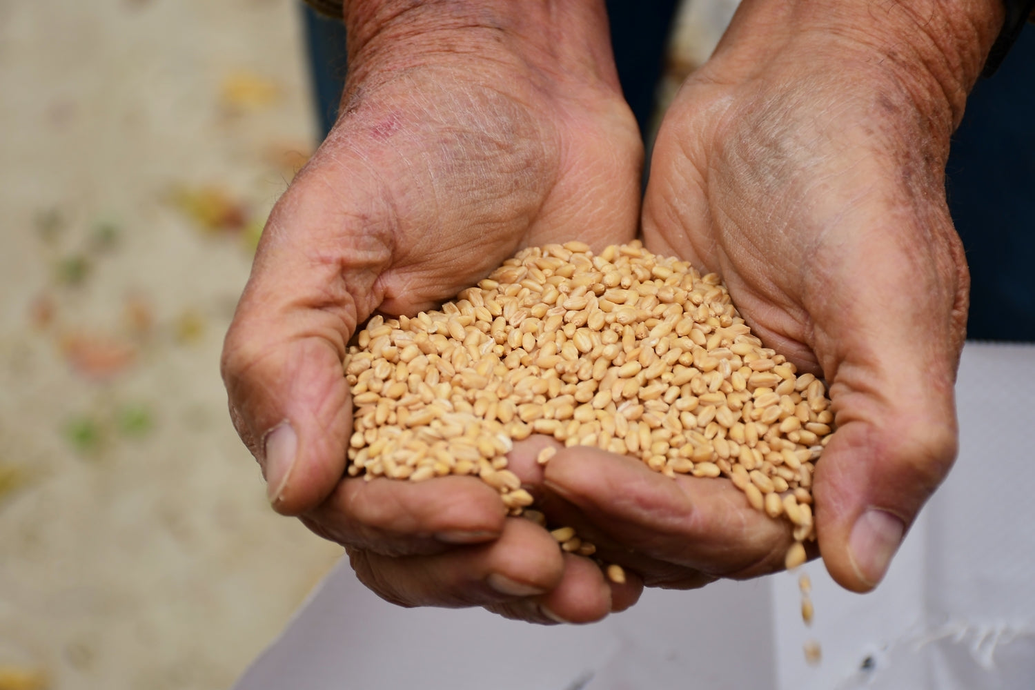 Farmer Al holding wheat berries