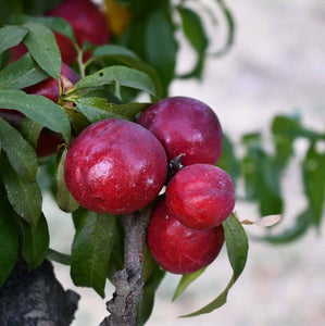 Organic Snow White Peaches – Farmdoor Delivery