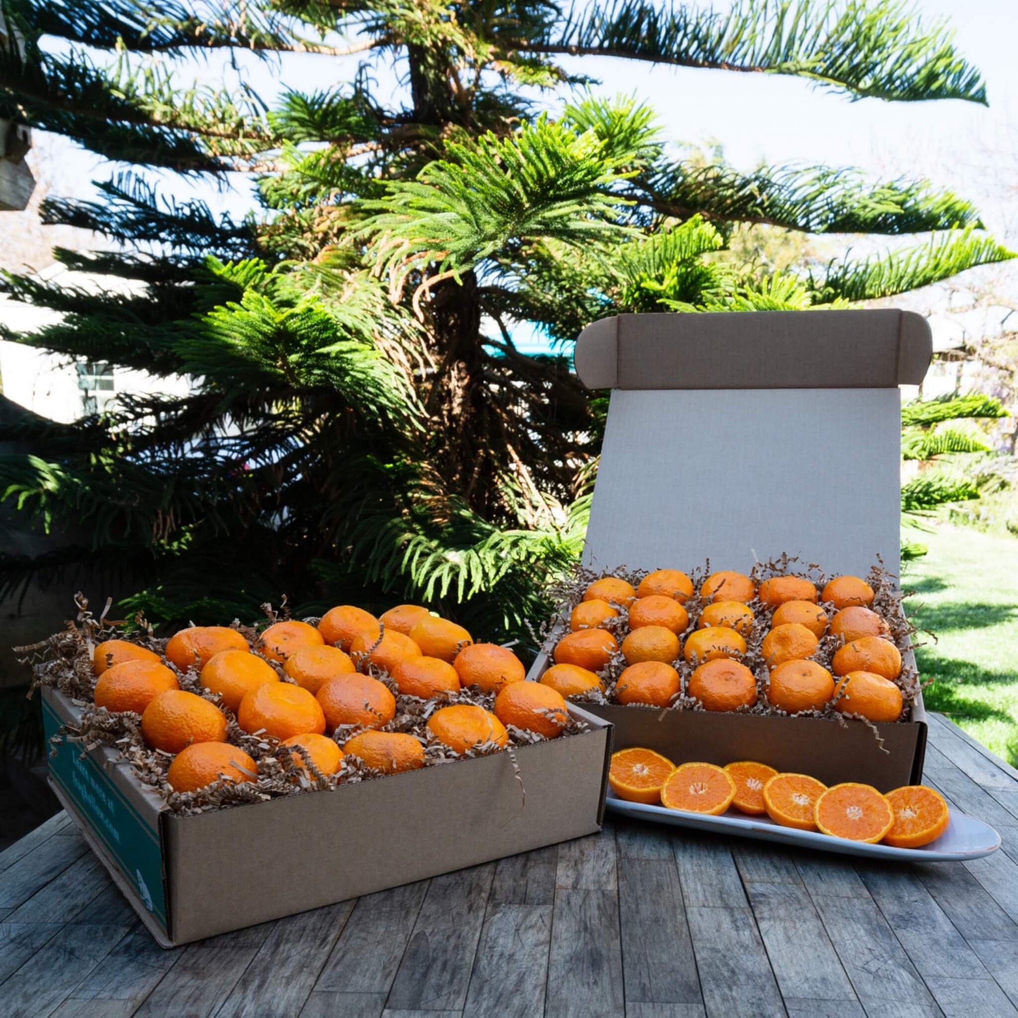 shasta tangerines