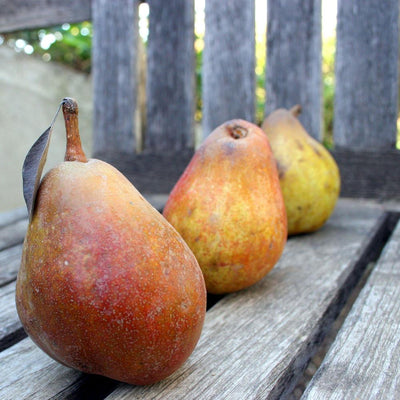 For The Love of Organics: Pears