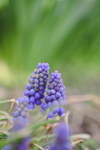 blue muscari, grape hyacinth